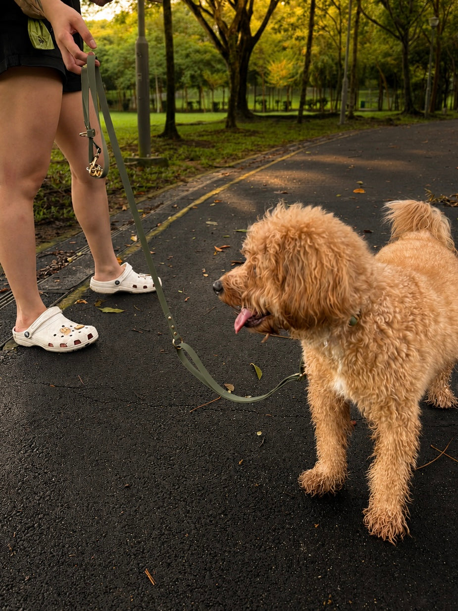 Flow Convertible Leash